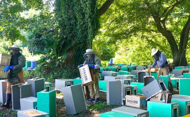 養蜂場でのACROS（アクロス）活用